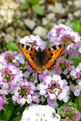 schmetterling kleiner fuchs