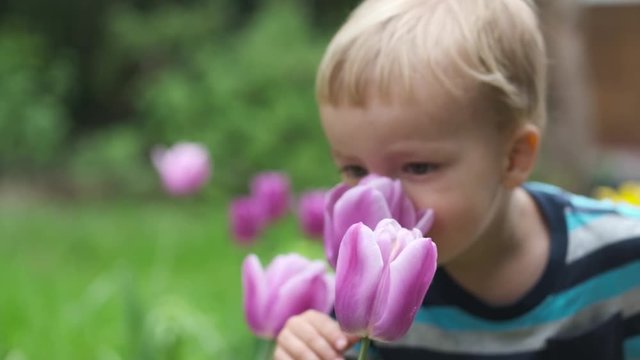 Adorable little child sniffs tulip flower in the garden. Natural instincts. Sensitivity to nature.