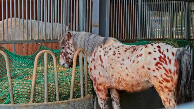 Pferd isst im Stall