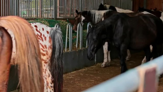 Pferde essen auf Bauernhof