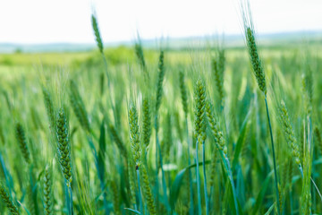 green wheat field summer time