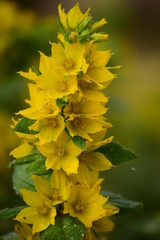 yellow leaves
