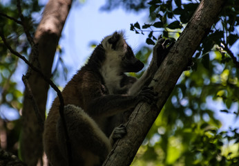 Portrait of the ring-tailed lemur Lemur catta aka King Julien in Anja Community Reserve at Manambolo, Ambalavao, Madagascar