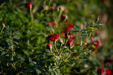 Obraz premium flower