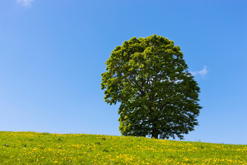 Mount Grappa in Italy