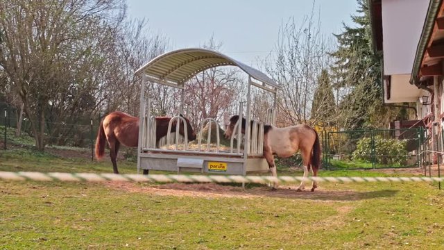 Pferde essen auf Bauernhof 