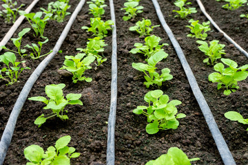 Green house of young vegetables in the soil