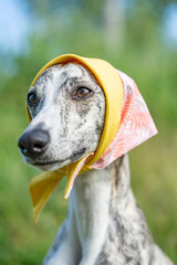 Hunde (Whippet) Potrait mit Kopftuch