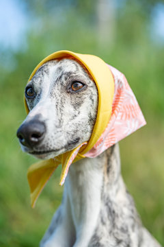 Hunde (Whippet) Potrait mit Kopftuch