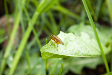 A fly sits on the green grass close-up. Horizontal photography