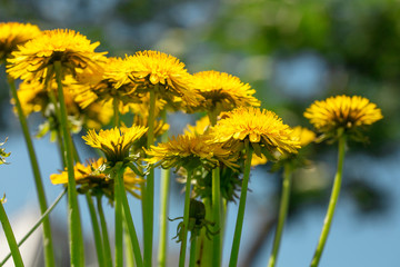 In the green grass bloomed bright, yellow, beautiful flowers dandelions