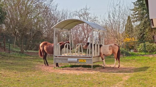 Pferde essen auf Bauernhof Pferdezucht