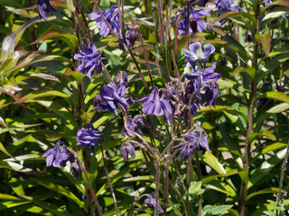Aquilegia vulgaris - Ancolies communes ou ancolies des jardins de forme bleue 