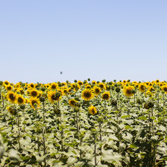 Obraz premium sunflowers