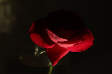 rose