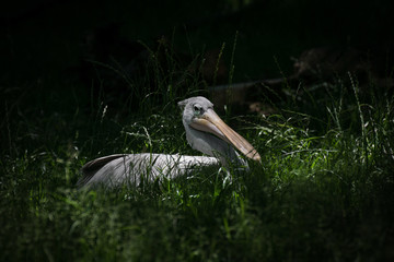 Pelicano escondido en la hierba