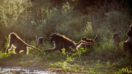 Chacma baboon in Kruger National park, South Africa