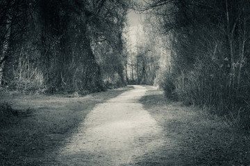 scenic empty pathway leading through forest