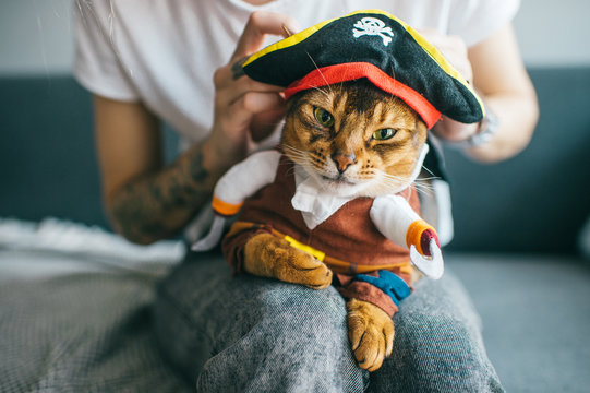 Lovely kitten in pirate costume. Funny cat in mask. Pet clothes concept.