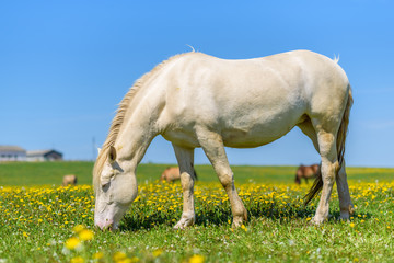 Obraz na płótnie Canvas A lone horse grazes in a field of dandelions against the sky.