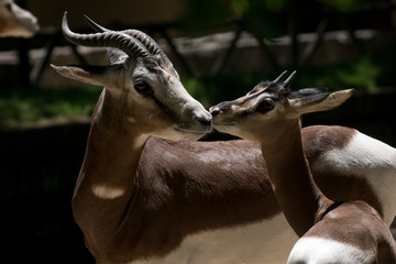 Gacela Dama