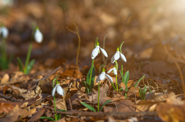 Snowdrops in the forest on a sunny spring evening.