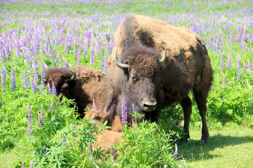 Large bison on field with colored grass