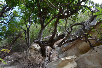 drzewo na skale © Danuta