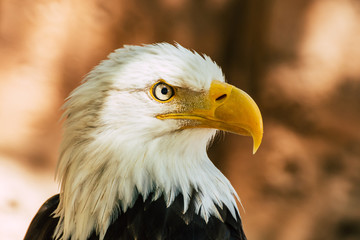 incredible bald eagle, a majestic animal - obrazy, fototapety, plakaty