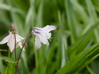 Aquilegia vulgaris - Ancolies communes ou ancolies des jardins de forme blanche