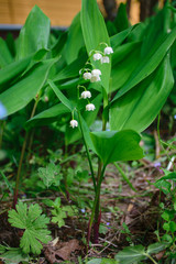 Obraz premium Convallaria шт a garden