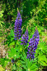 Lupinus