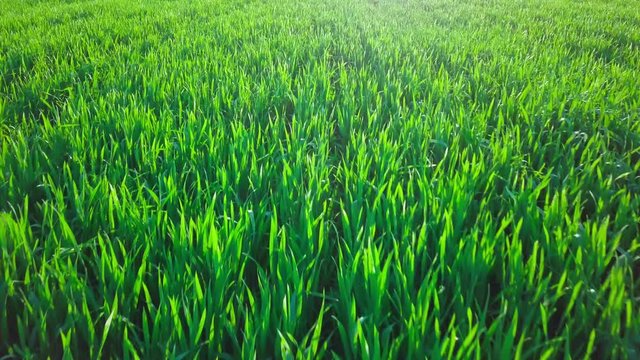 agriculture. view from the mandrel to the green field