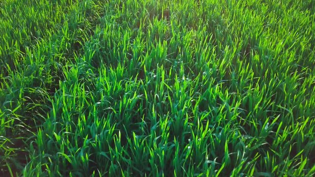 agriculture. view from the mandrel to the green field