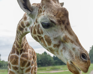 Northern giraffe, Giraffa camelopardalis, three-horned giraffe looking at the camera