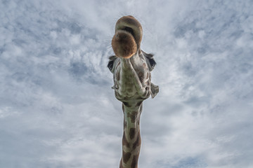 Head and long neck of giraffe against the blue sky. Unusual perspective view from below. Interior photo