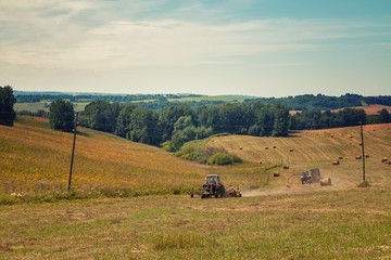 Fototapeta premium Hayfield. Hay harvesting Sunny autumn landscape. rolls of fresh dry hay in the fields. tractor collects mown grass. fields of yellow mown grass against a blue sky.