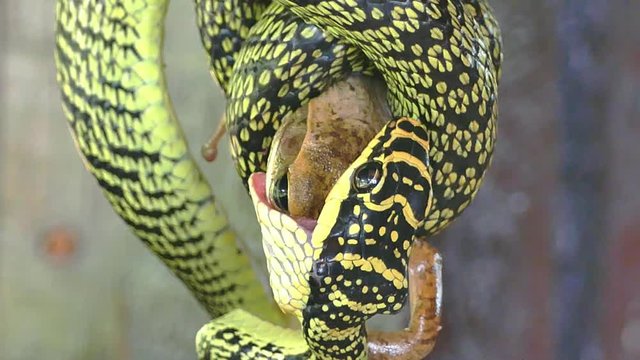 Snake attack and eating a lizard among fighting and struggling