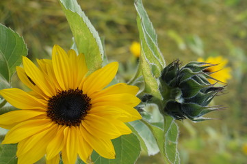Sunflower natural background, Sunflower blooming, Sunflower oil improves skin health and promote...