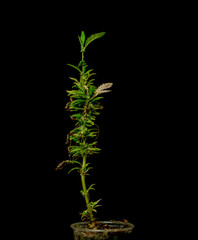 Old sick dry marijuana flower with new green leaf with black background