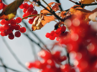 autumn is on the threshold