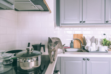 Lovely kitten playing on kitchen. Funny russian blue cat. Curious kitten sitting in sink.