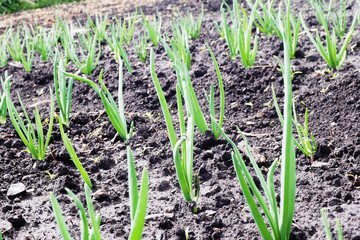 Garden bed with green onions. Wet ground after the rain...
