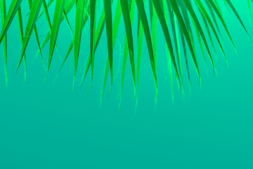 Beautiful green colors, subtle texture, natural background, trends color. Green palm tree leaf.