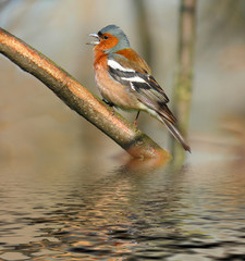 little beautiful spring bird