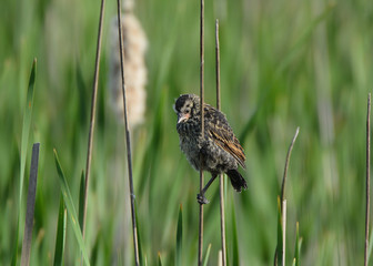 Baby Red Winged Blackbird