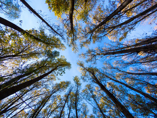 Looking Up In Spring poplars forest Tree. Under Blue Sky. Bottom View Wide Angle Background