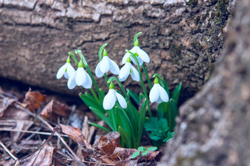 Snowdrops in the forest 