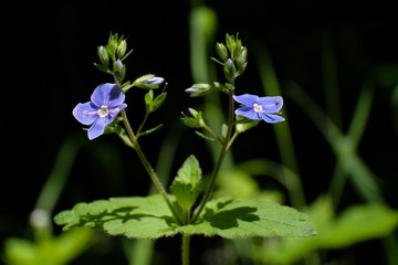 Little blue field flowers - germander speedwell Veronica chamaedrys (bird's-eye speedwell)