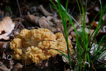 Amazing yellow mushroom like coral - Ramaria